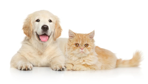 Dog Allergies: Understanding Causes, Symptoms and Treatment