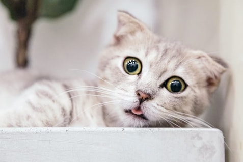 Cat Urinary Problems: Warning Signs and Prevention Tips