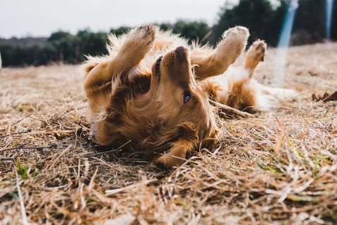 Dog Allergies: Understanding Causes, Symptoms and Treatment