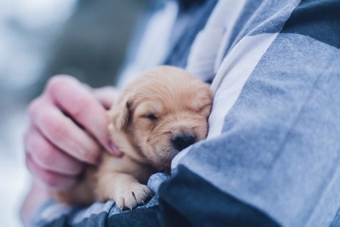 Puppy Vaccination Guide: Essential Tips for New Owners