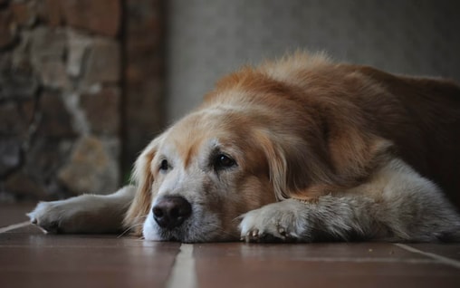 Senior Pet Care: Keeping Your Ageing Pet Happy and Healthy