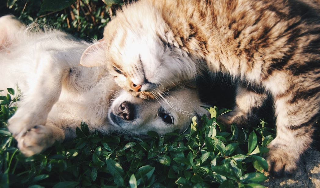 Affordable Vet Singapore