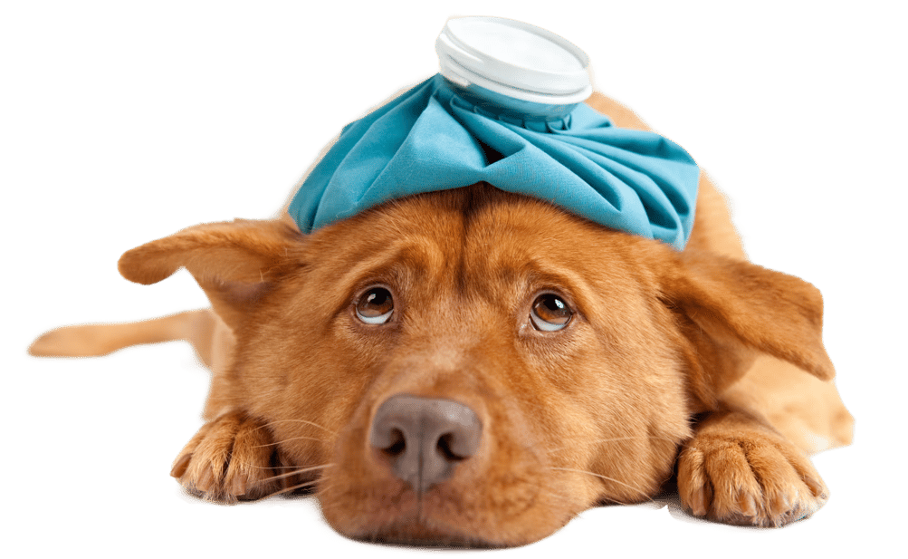 Pet Dental Care Singapore