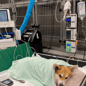 Hemorrhagic Diarrhea
