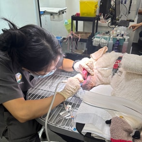 dental care for dog