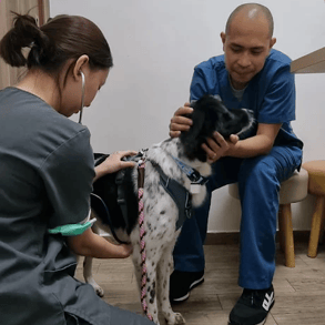 Vet Patting Dog