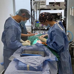 Vets doing surgery on a pet