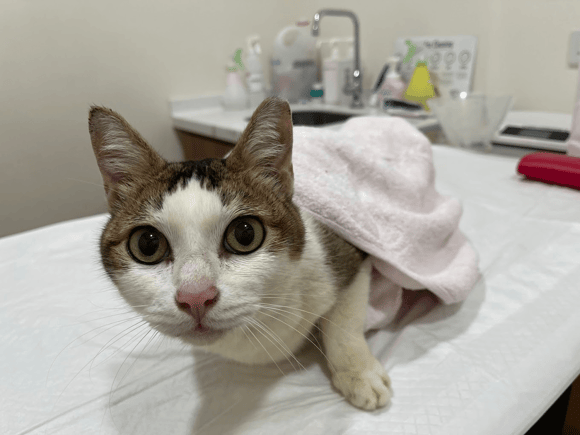 Toa Payoh Vet Cat Veterinary Services Available - Pets Avenue