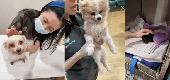 Toa Payoh Vet Veterinary Service - Available in Pets Avenue