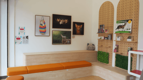 Bukit Batok Vet Clinic - Cat-Friendly