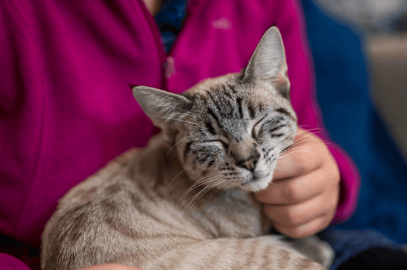 Bukit Batok Vet Clinic - Pets Avenue Beauty World - Cat Friendly