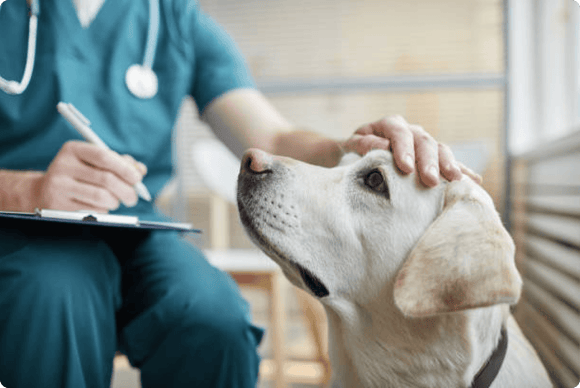 Bukit Batok Vet Clinic - Pets Avenue Beauty World
