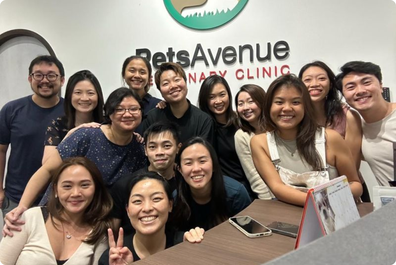 Pets Avenue Team