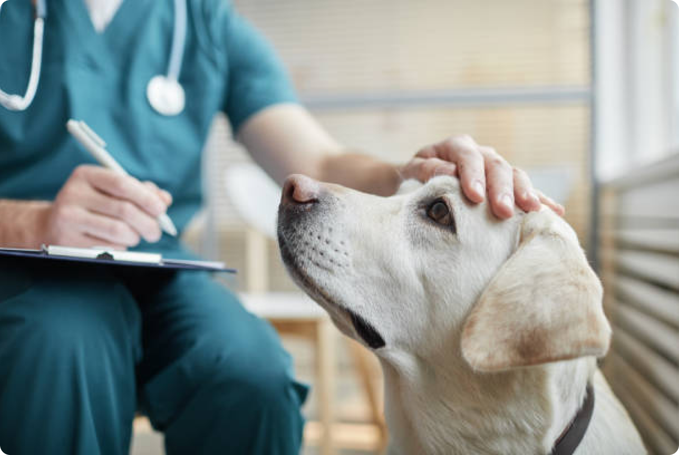 Vet checking on dog