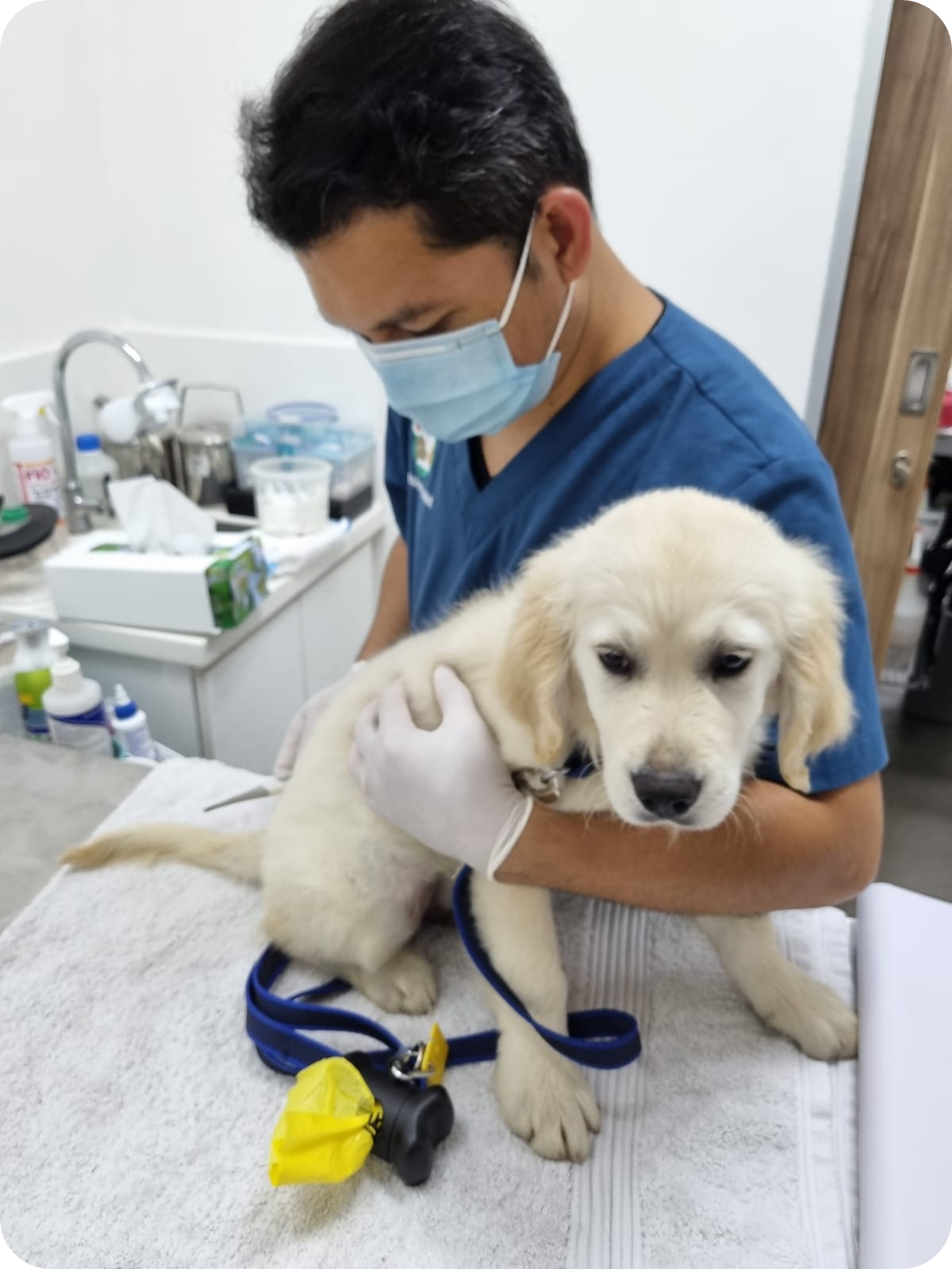 Our Services Vet Checking Up On A Dog
