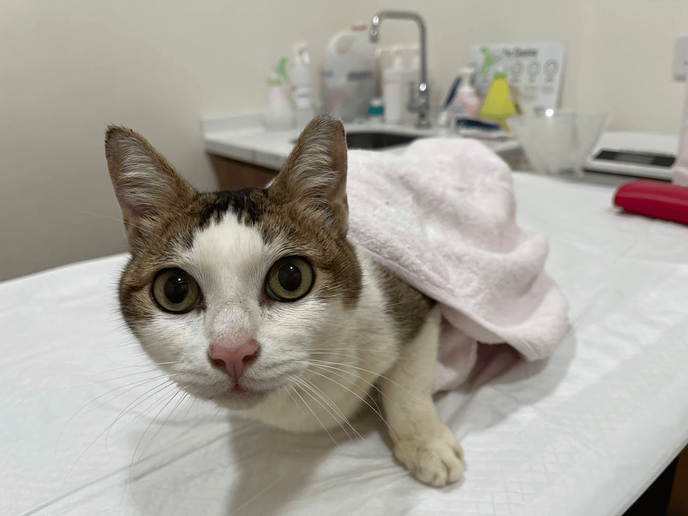 Toa Payoh Vet Cat Veterinary Services Available - Pets Avenue