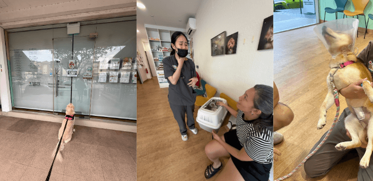 Toa Payoh Vet - Pets Avenue