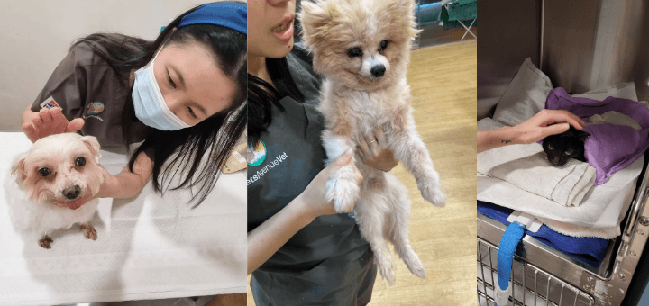 Toa Payoh Vet Veterinary Service - Available in Pets Avenue