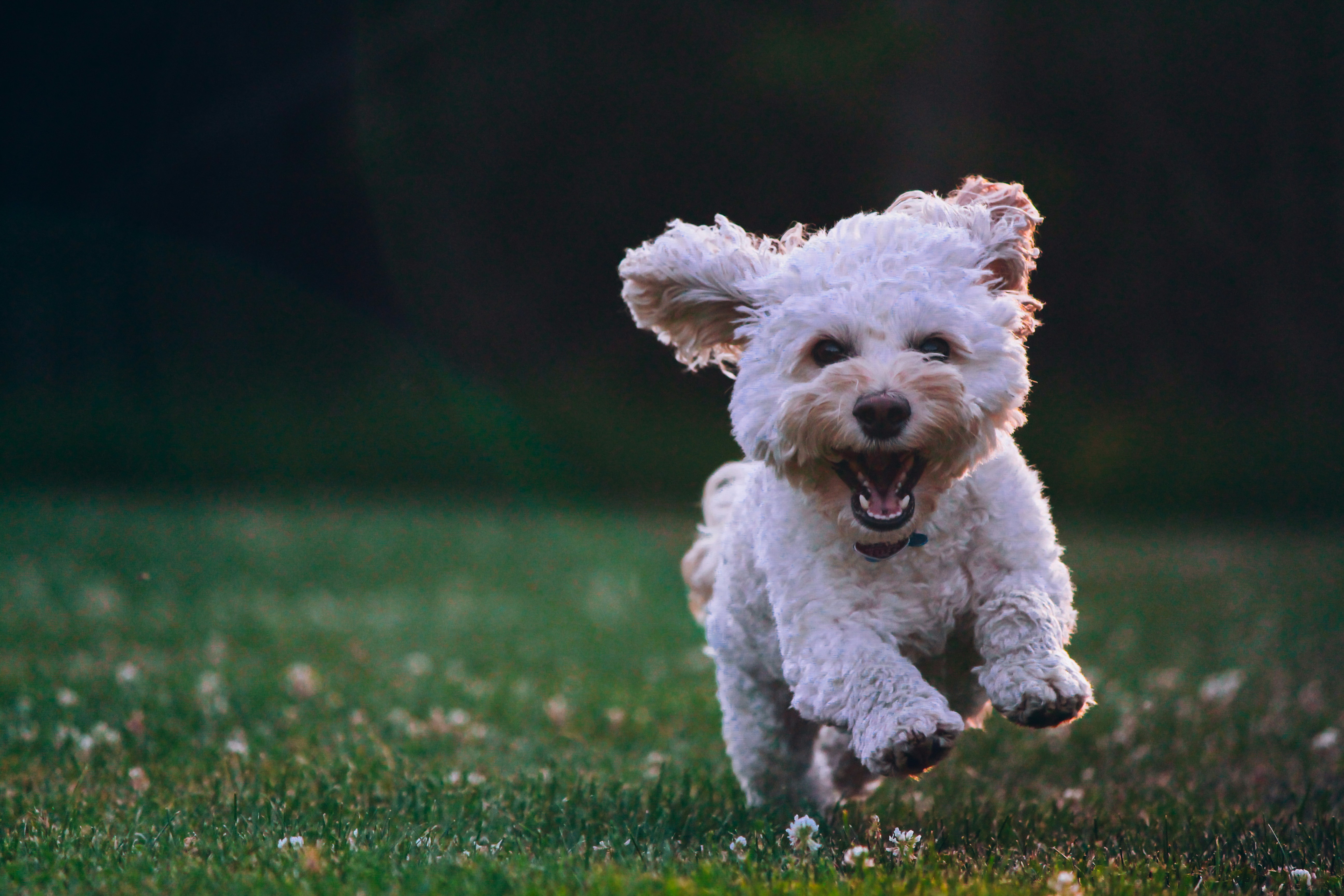 Affordable Vet Singapore - Compassionate Care for Every Pet Every Stage