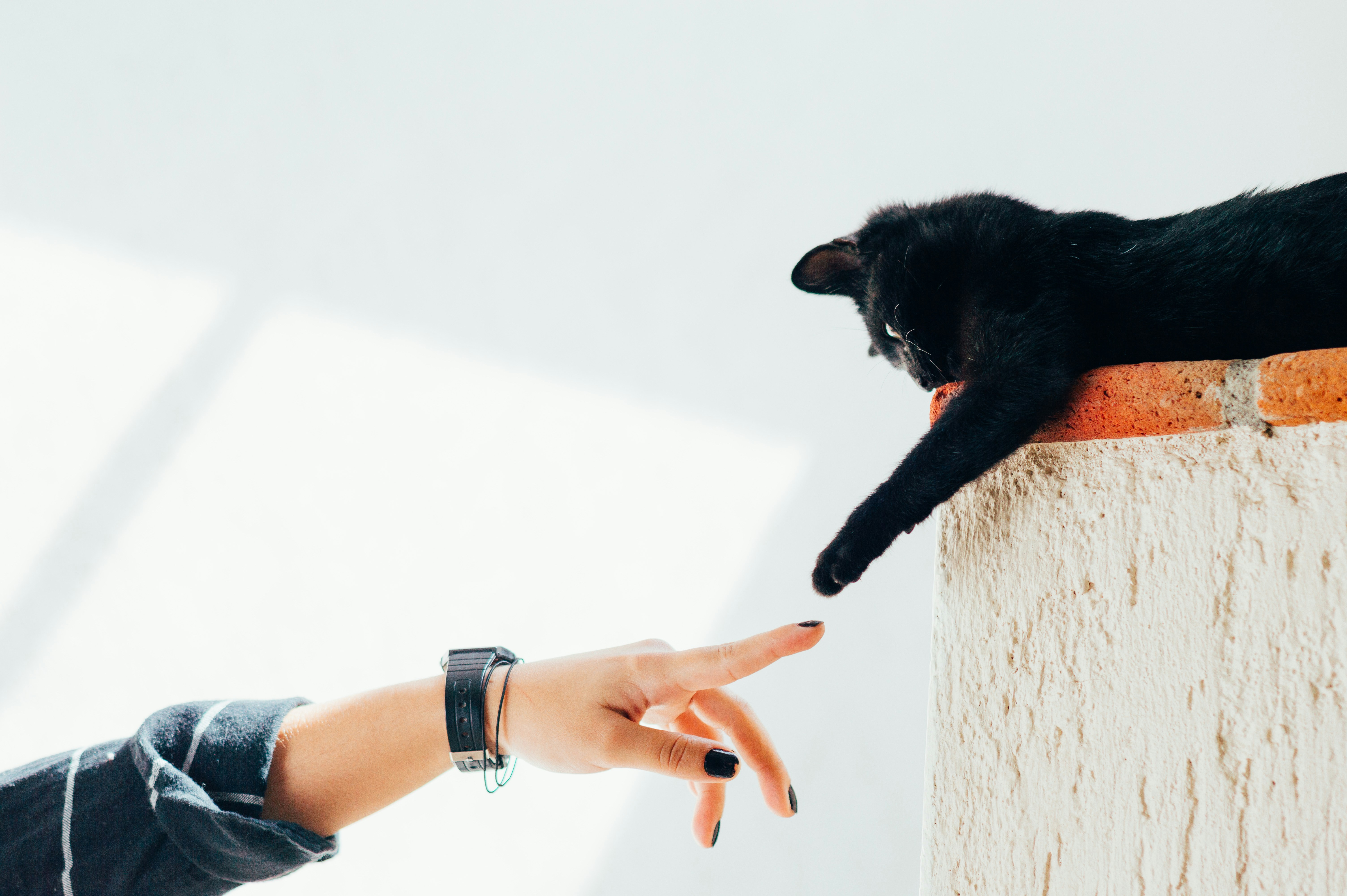 Affordable Vet Singapore Without Compromise